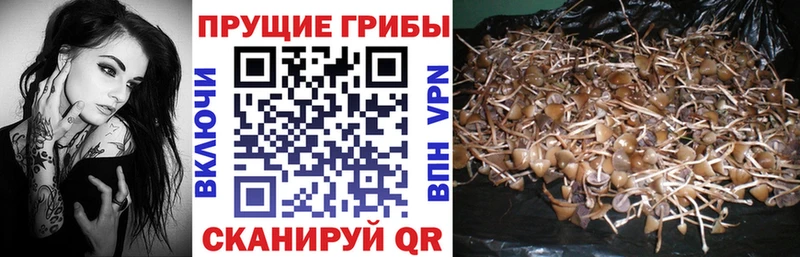 Галлюциногенные грибы MAGIC MUSHROOMS  mega ONION  Княгинино  как найти  